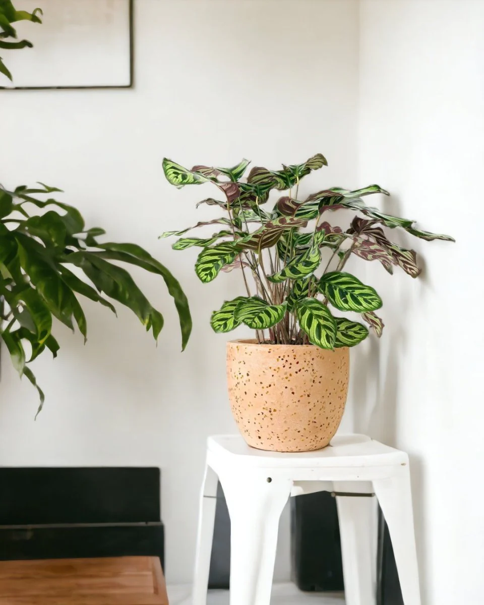 Calathea Peacock Plant - Image 8