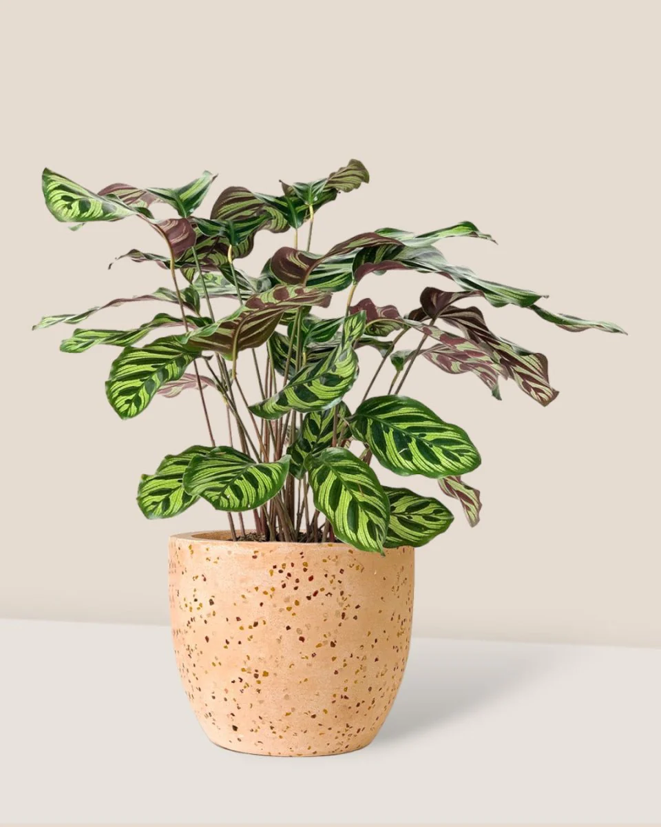 Calathea Peacock Plant - Image 9