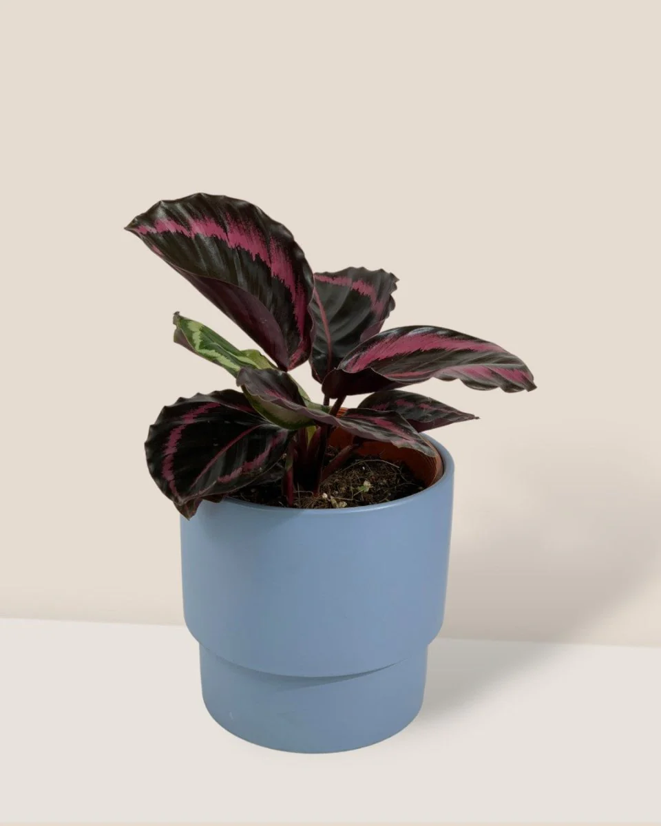 Calathea Roseopicta Purple - Image 10