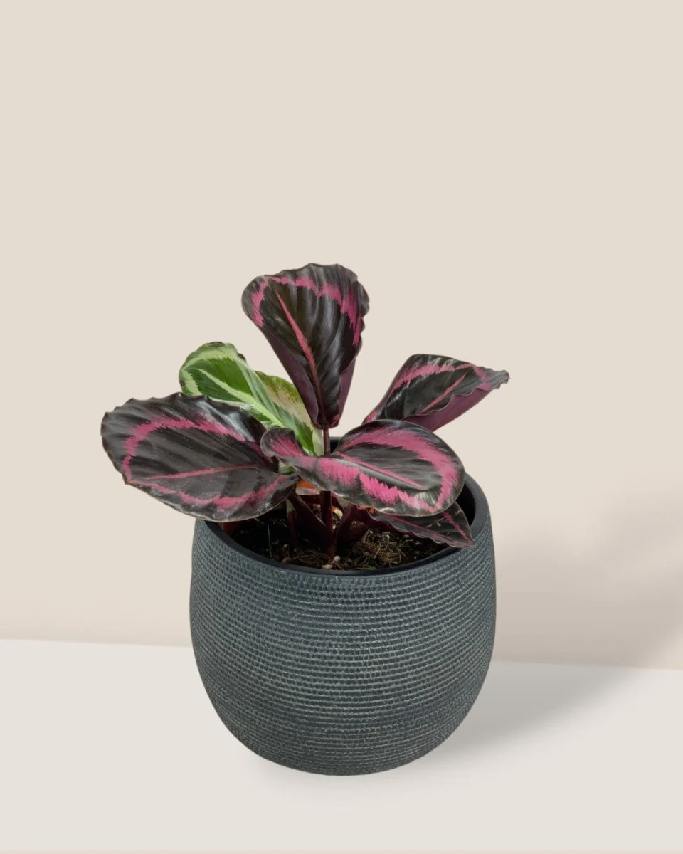 Calathea Roseopicta Purple - Image 11