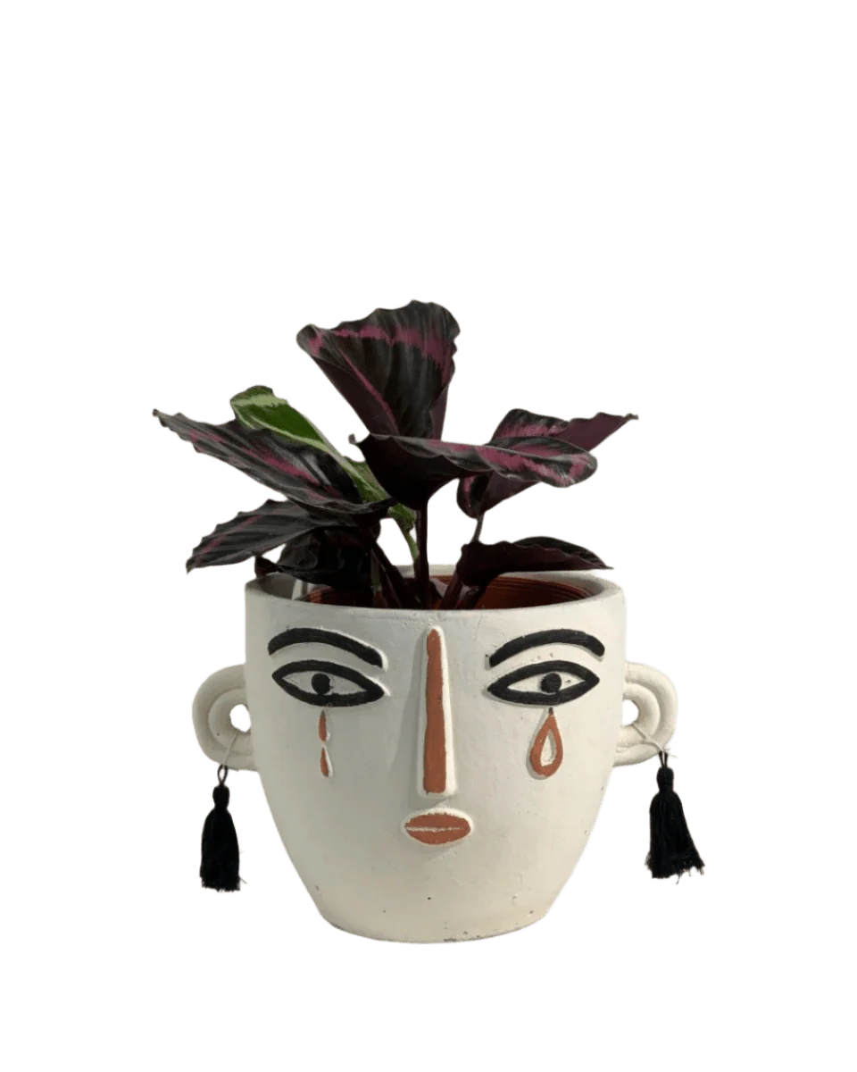 Calathea Roseopicta Purple - Image 12