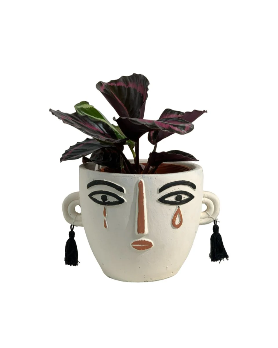 Calathea Roseopicta Purple - Image 13