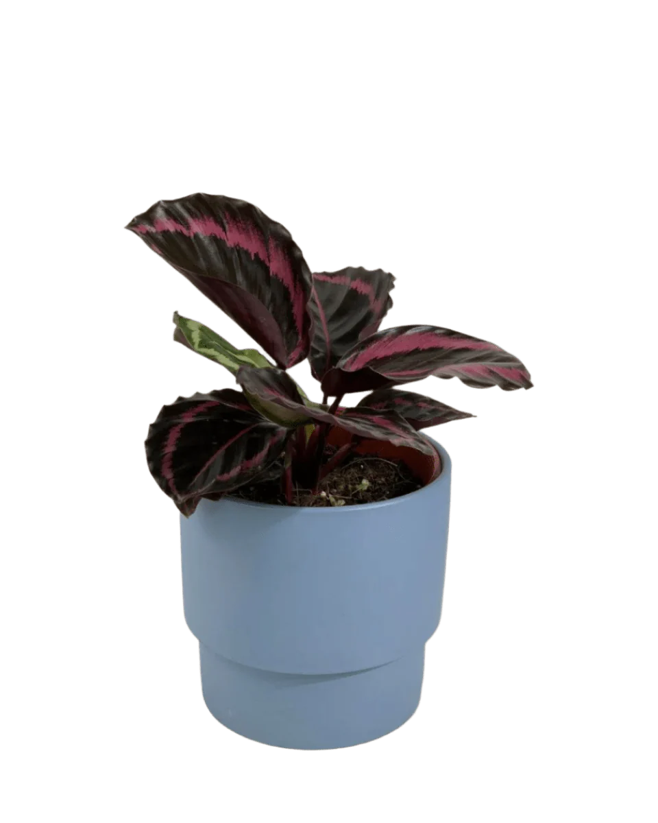 Calathea Roseopicta Purple - Image 14