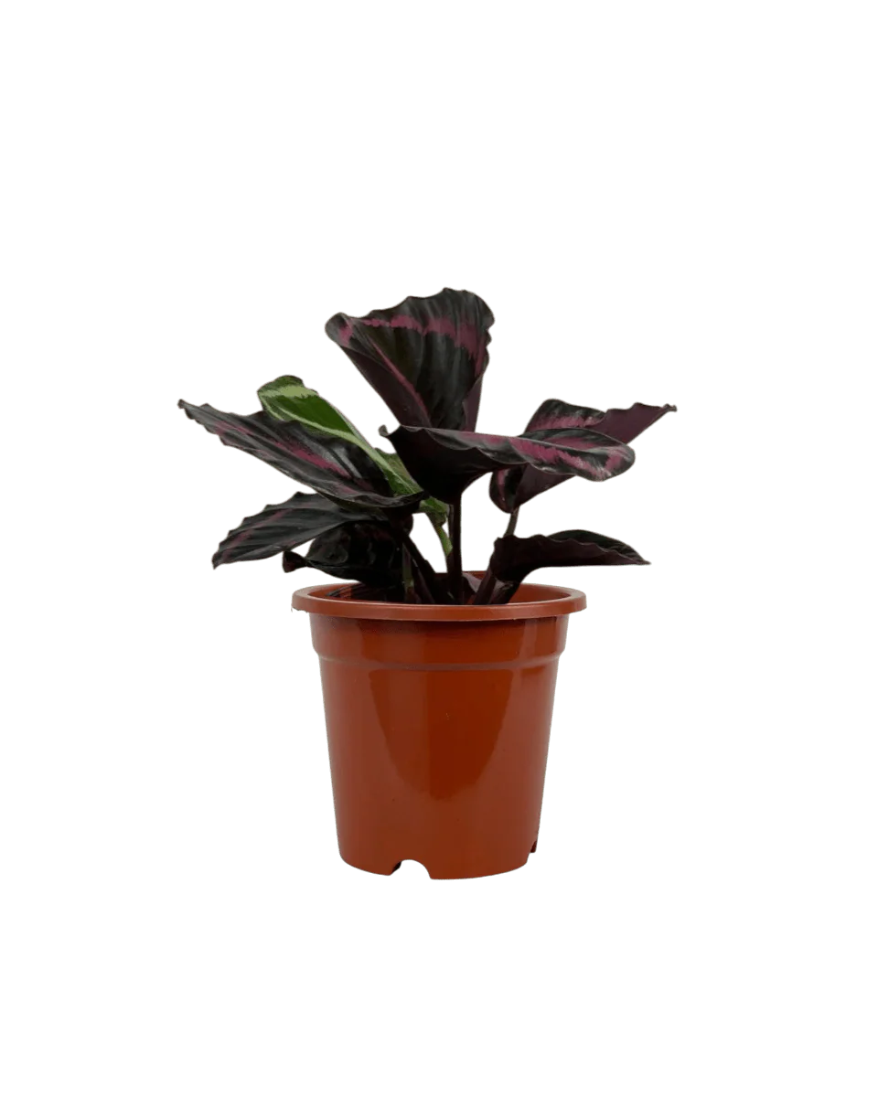 Calathea Roseopicta Purple - Image 15