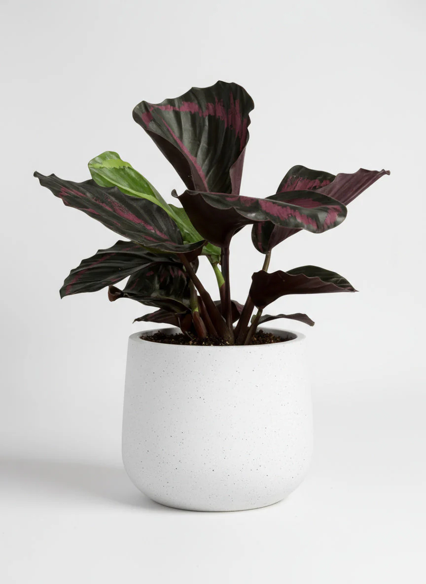 Calathea Roseopicta Purple - Image 5
