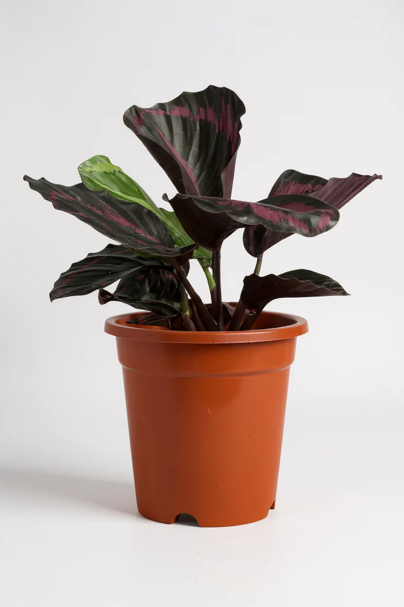 Calathea Roseopicta Purple - Image 6