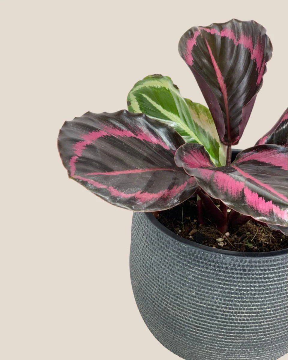 Calathea Roseopicta Purple - Image 7