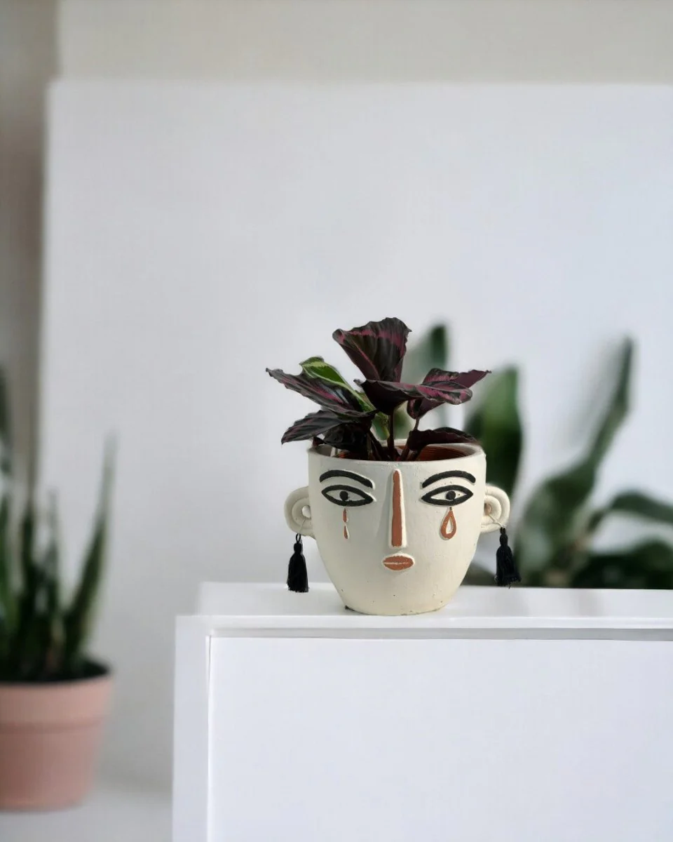 Calathea Roseopicta Purple - Image 8