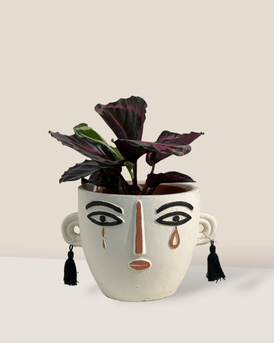 Calathea Roseopicta Purple - Image 9