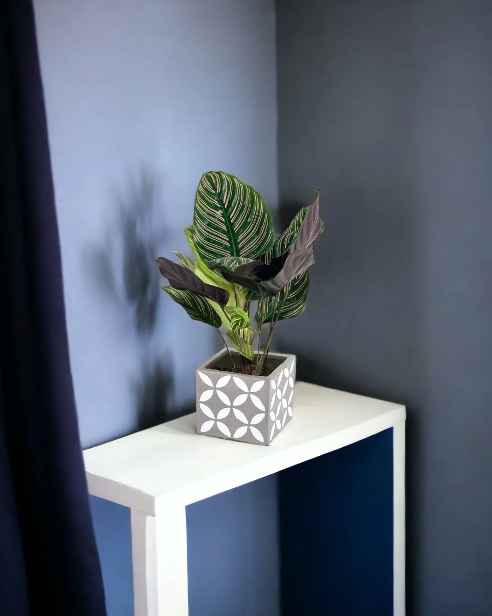 Calathea Sanderiana - Image 2
