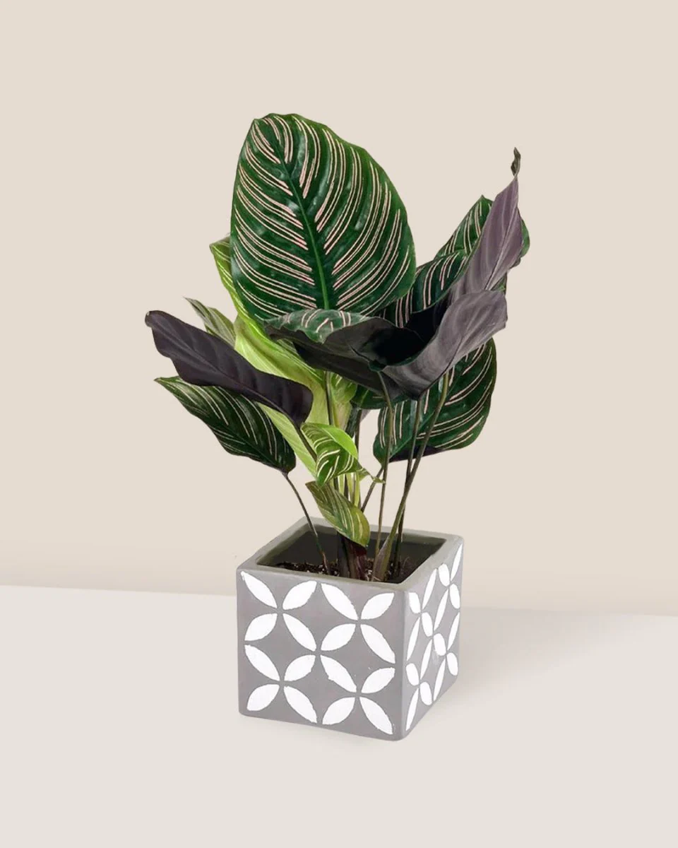 Calathea Sanderiana - Image 3