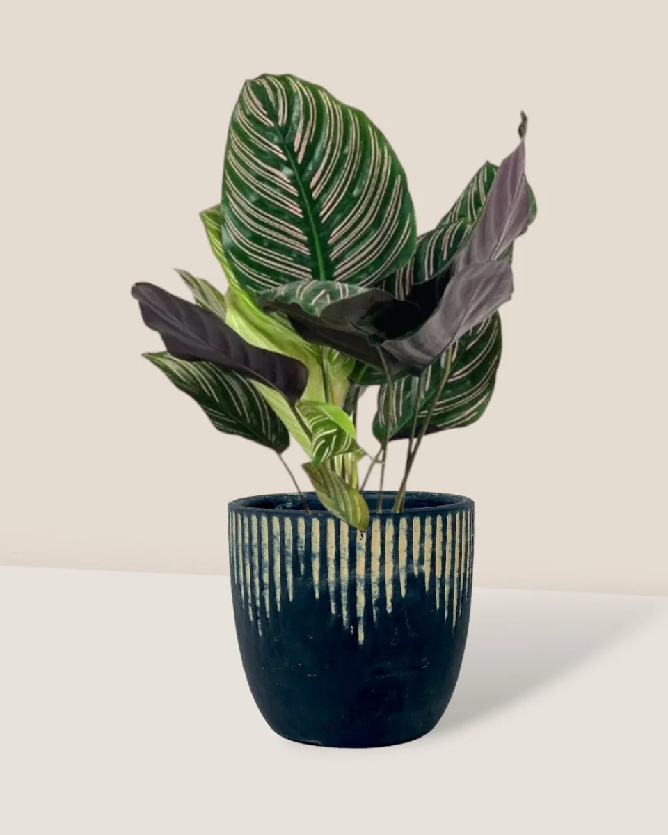 Calathea Sanderiana - Image 4
