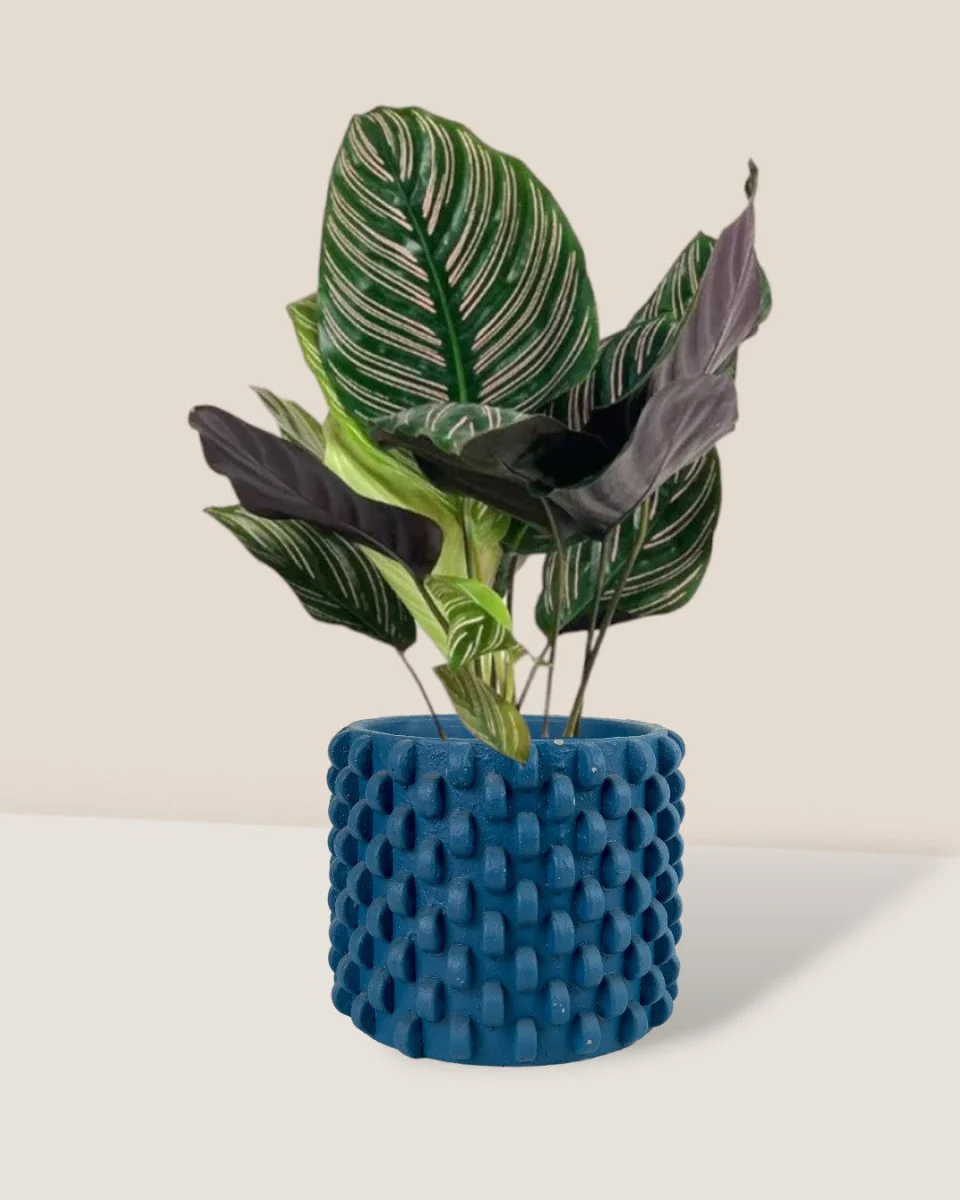 Calathea Sanderiana - Image 5