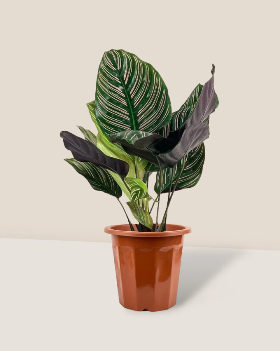 Calathea Sanderiana - Image 6