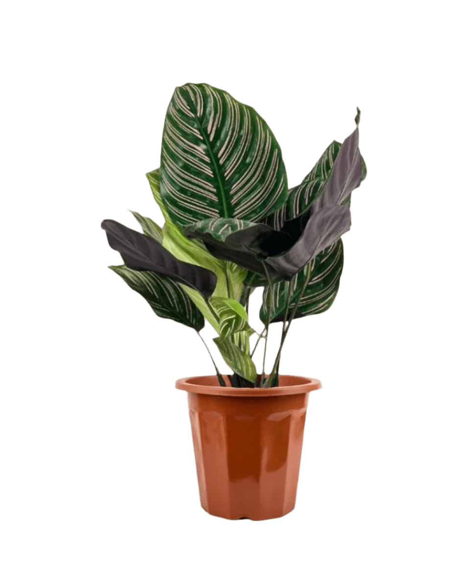 Calathea Sanderiana - Image 7