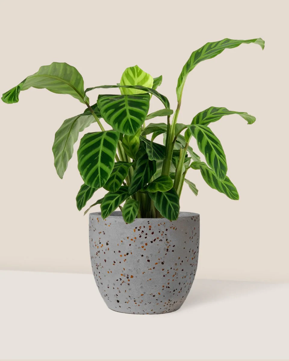 Calathea Zebrina - Image 10