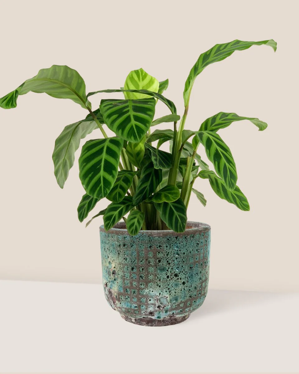 Calathea Zebrina - Image 11