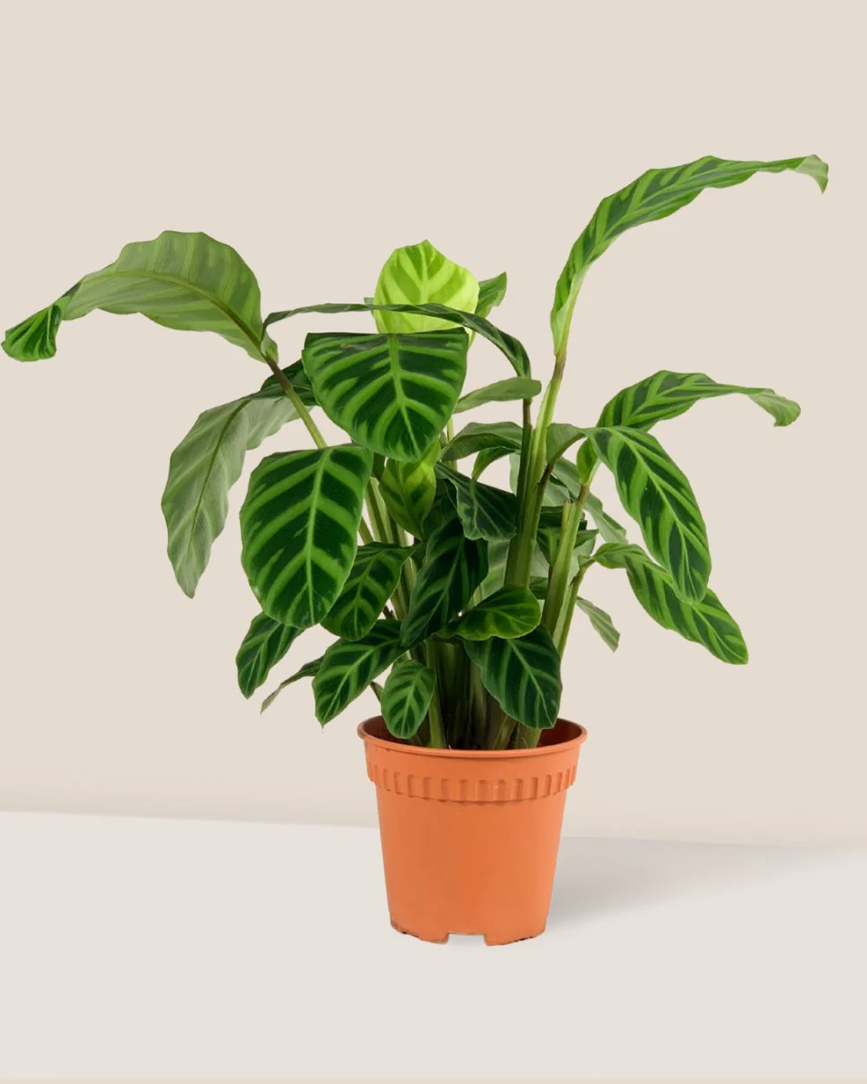 Calathea Zebrina - Image 12