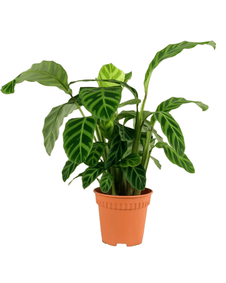 Calathea Zebrina - Image 13
