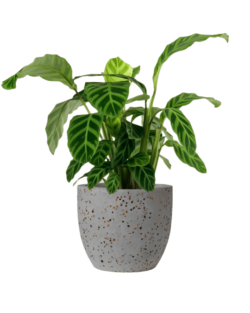 Calathea Zebrina - Image 14