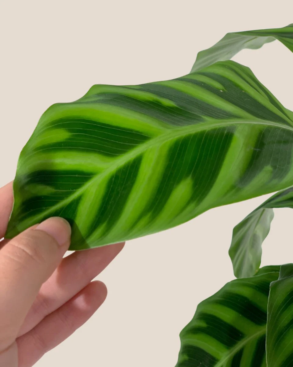 Calathea Zebrina - Image 6