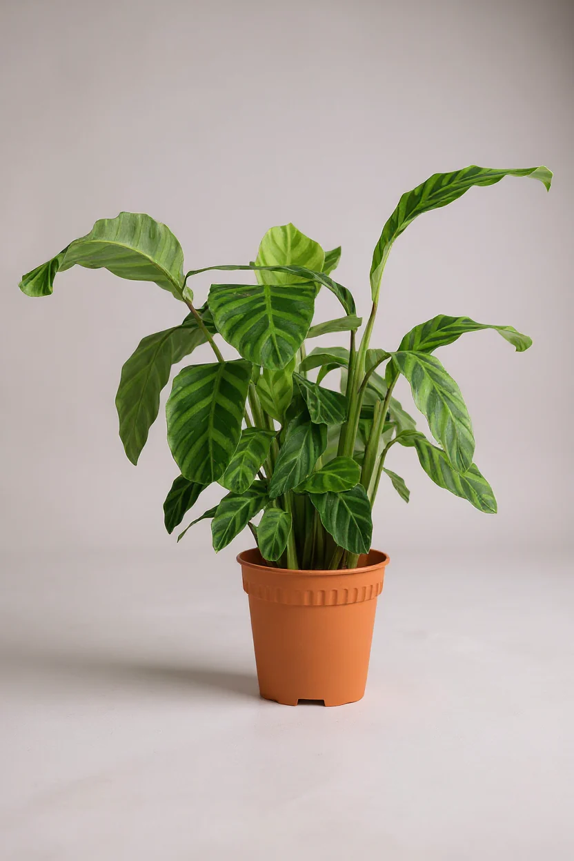 Calathea Zebrina - Image 7