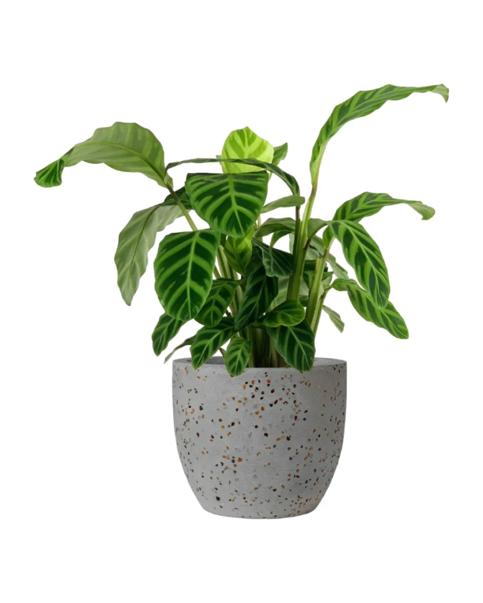 Calathea Zebrina - Image 8