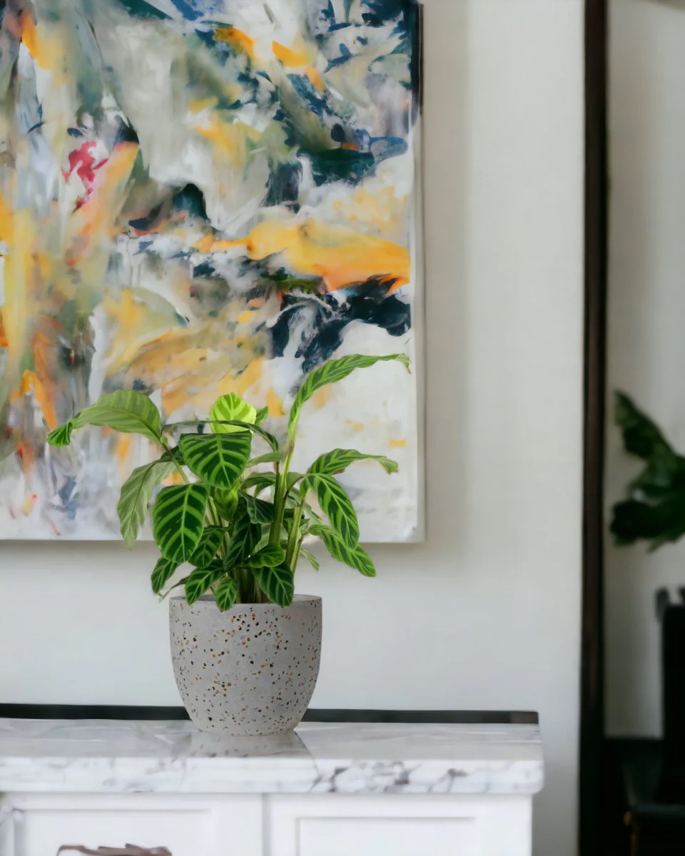 Calathea Zebrina - Image 9
