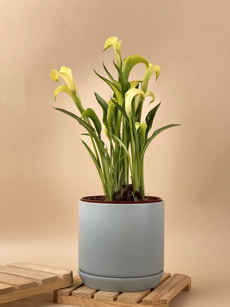 Assorted Calla Lily