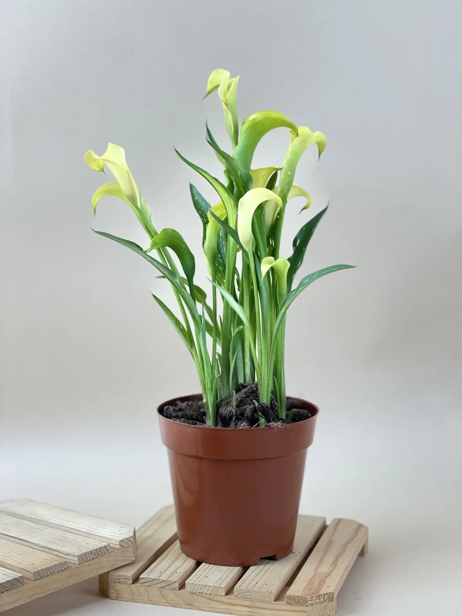 Assorted Calla Lily - Image 2