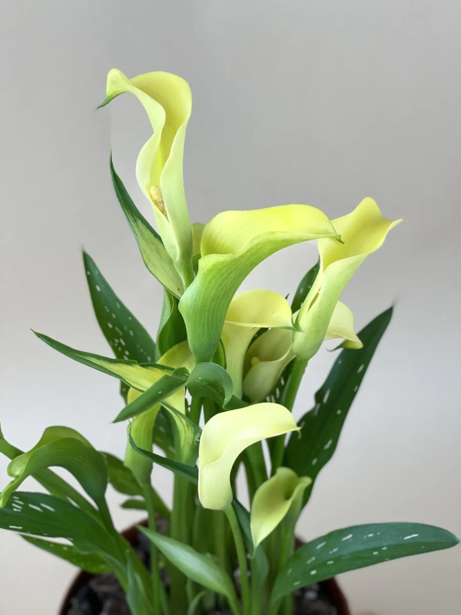 Assorted Calla Lily - Image 3