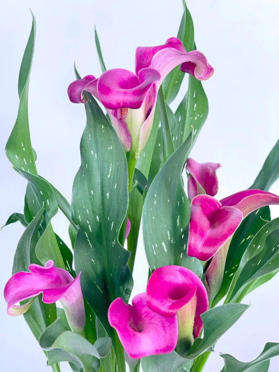 Assorted Calla Lily - Image 4