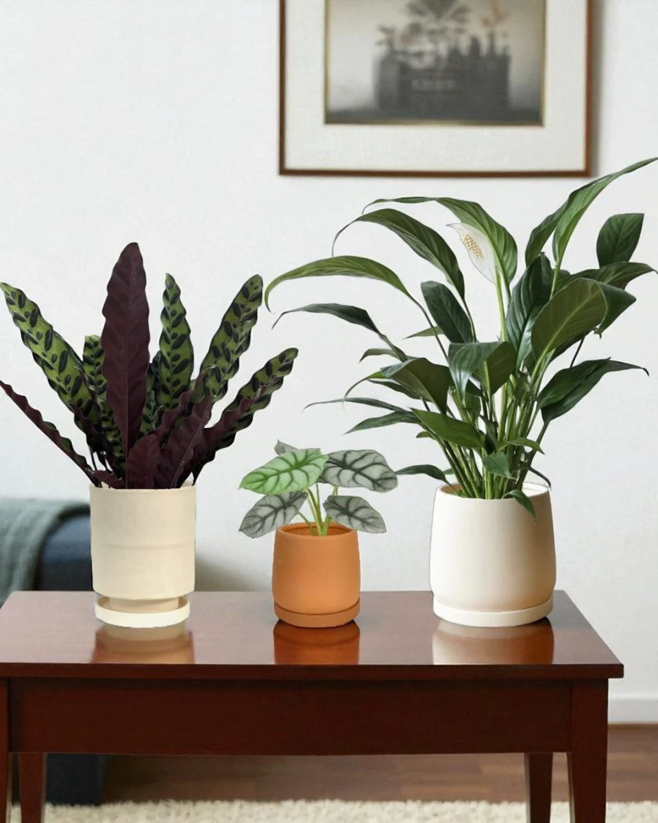 Calm Corner Set