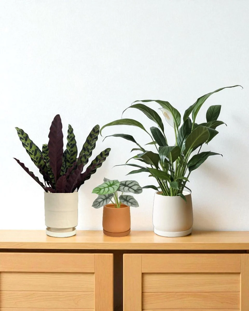 Calm Corner Set - Image 2