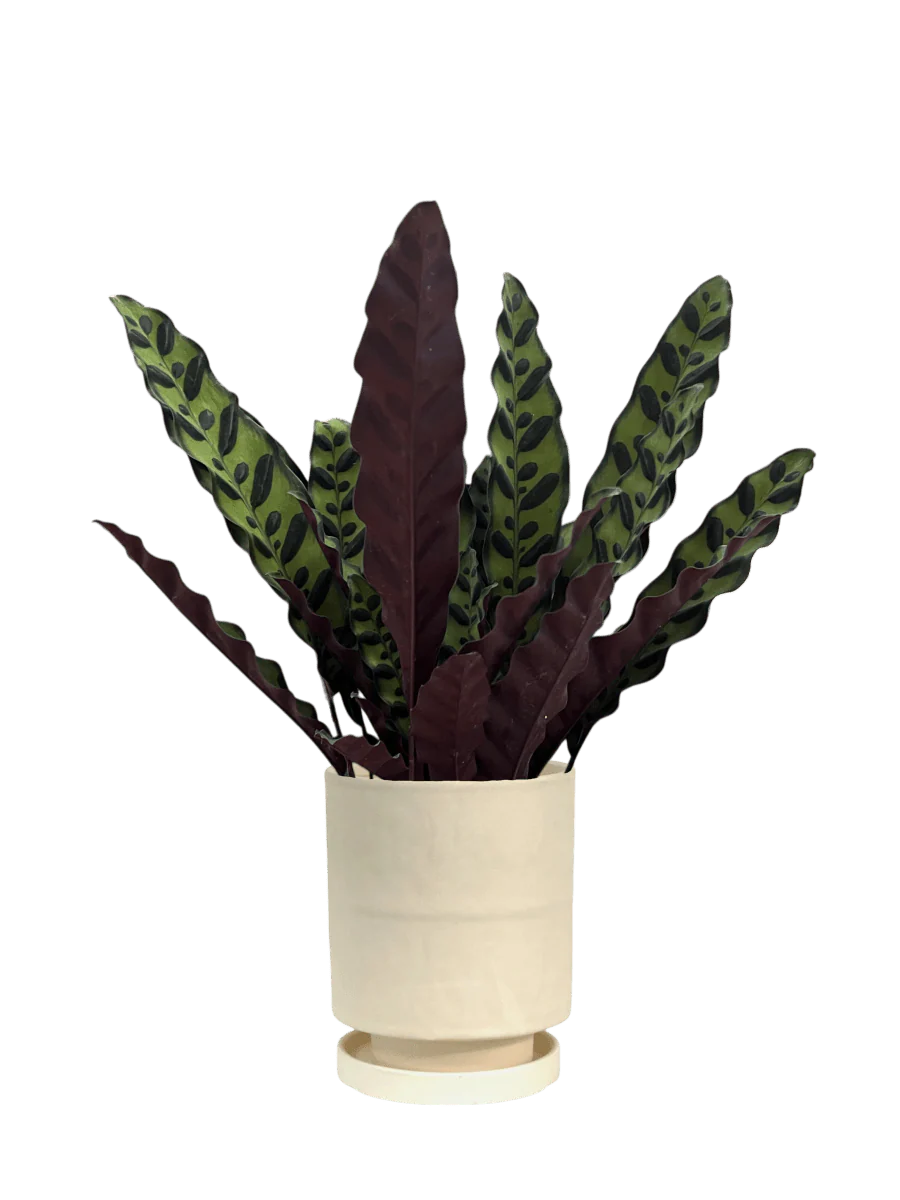 Calm Corner Set - Image 4