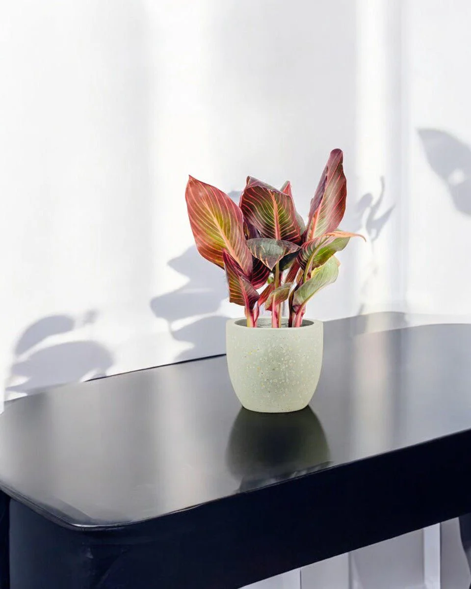Canna Lily Plant - Image 2