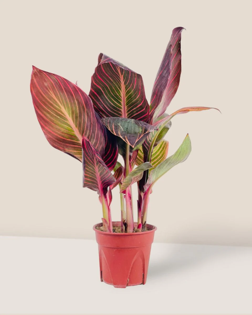 Canna Lily Plant - Image 3