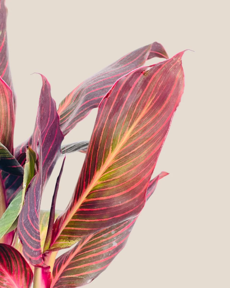 Canna Lily Plant - Image 4