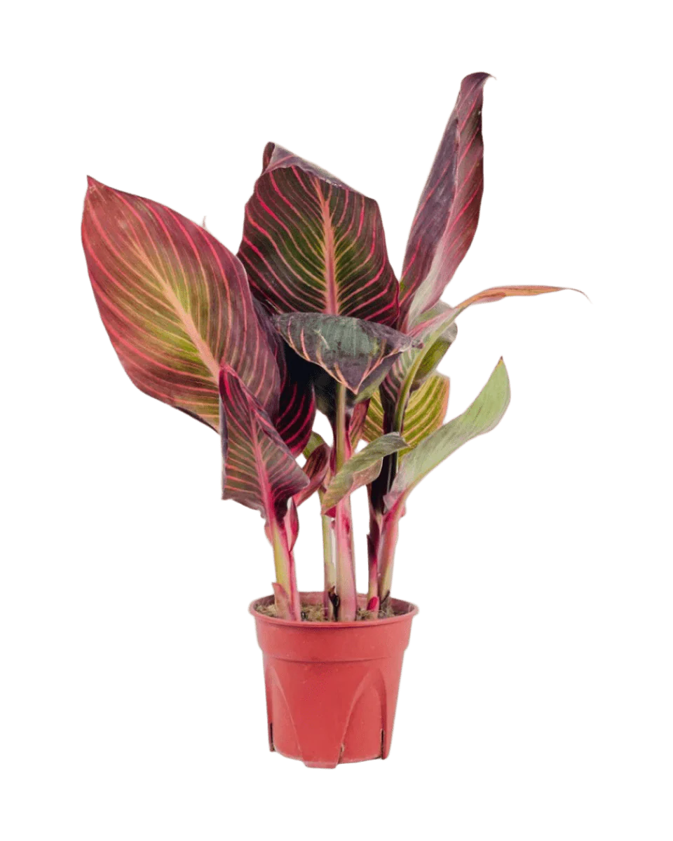 Canna Lily Plant - Image 5