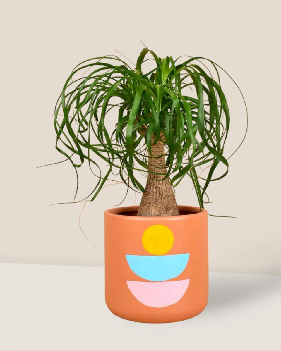 Canyon Planter - Image 5