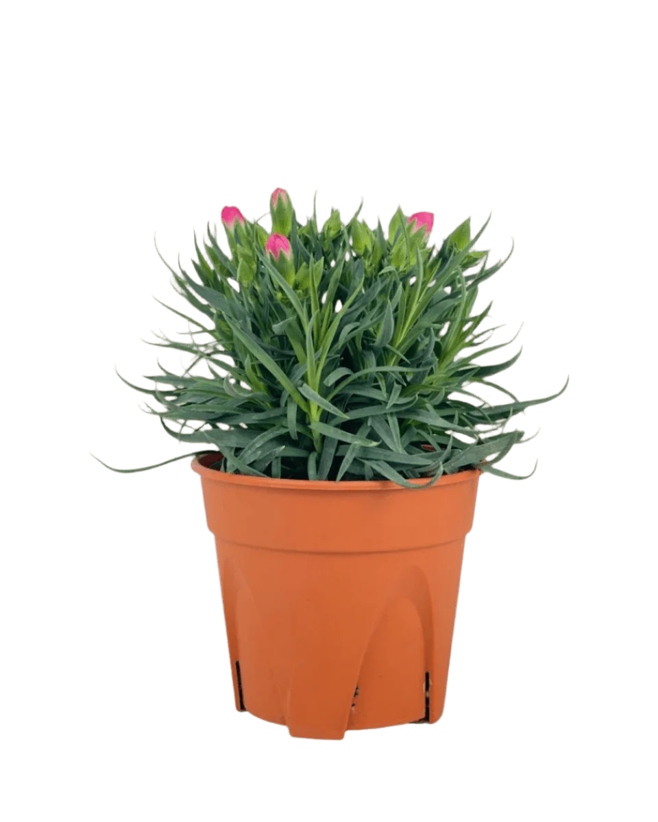 Potted Growing Carnation - Image 10