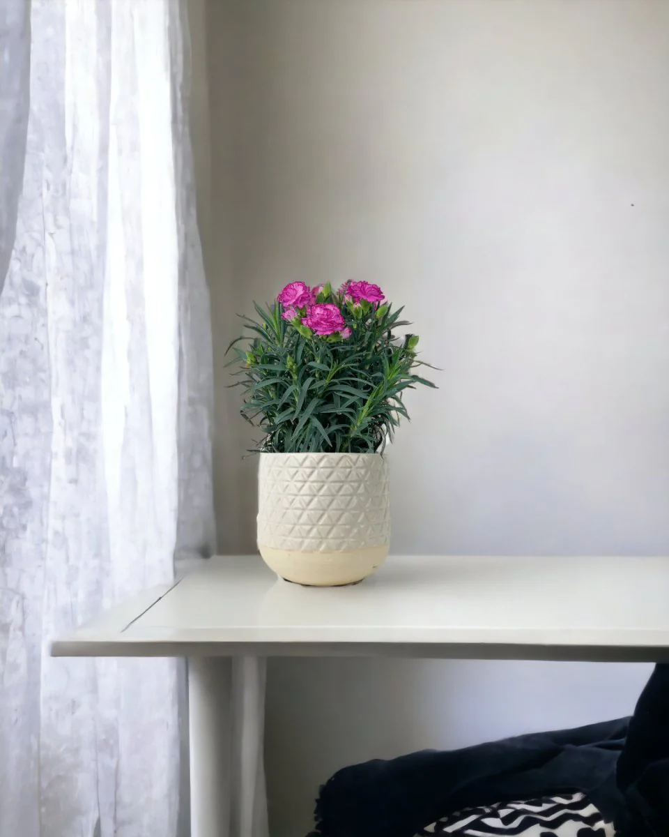 Potted Growing Carnation - Image 2