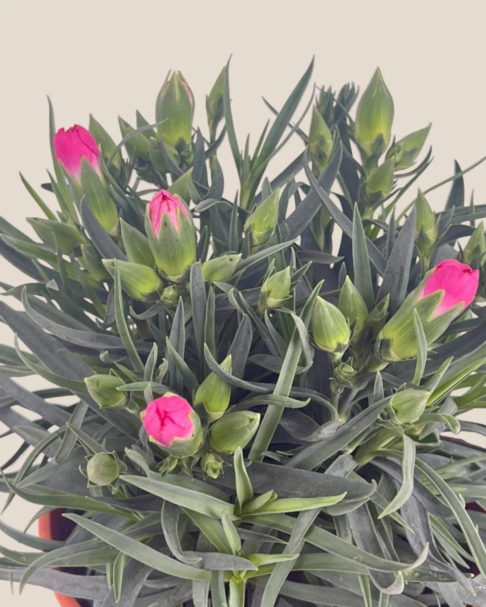 Potted Growing Carnation - Image 3