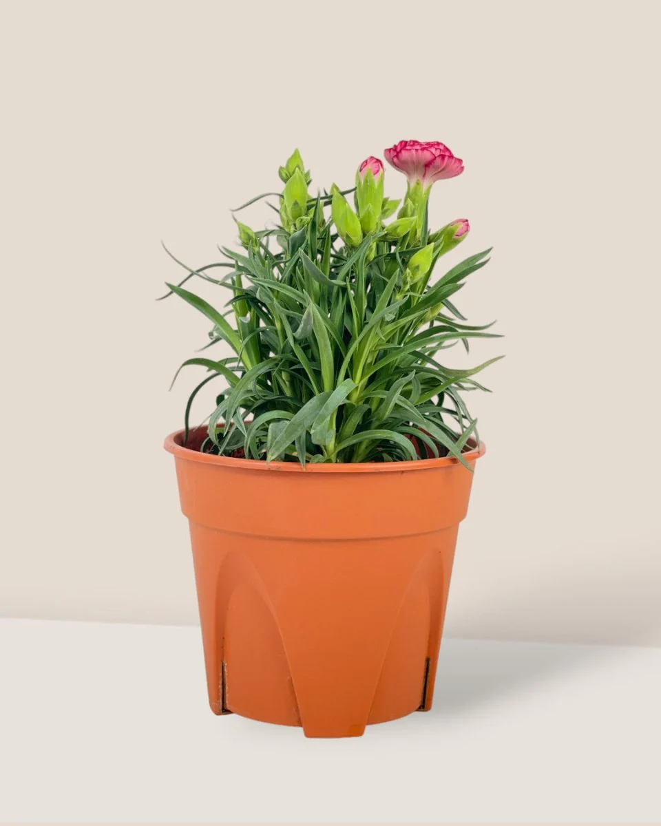 Potted Growing Carnation - Image 4