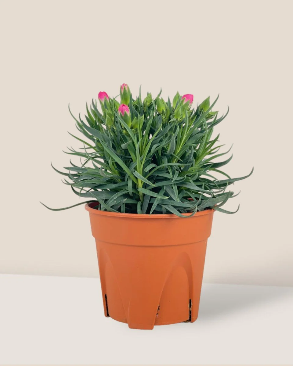 Potted Growing Carnation - Image 5