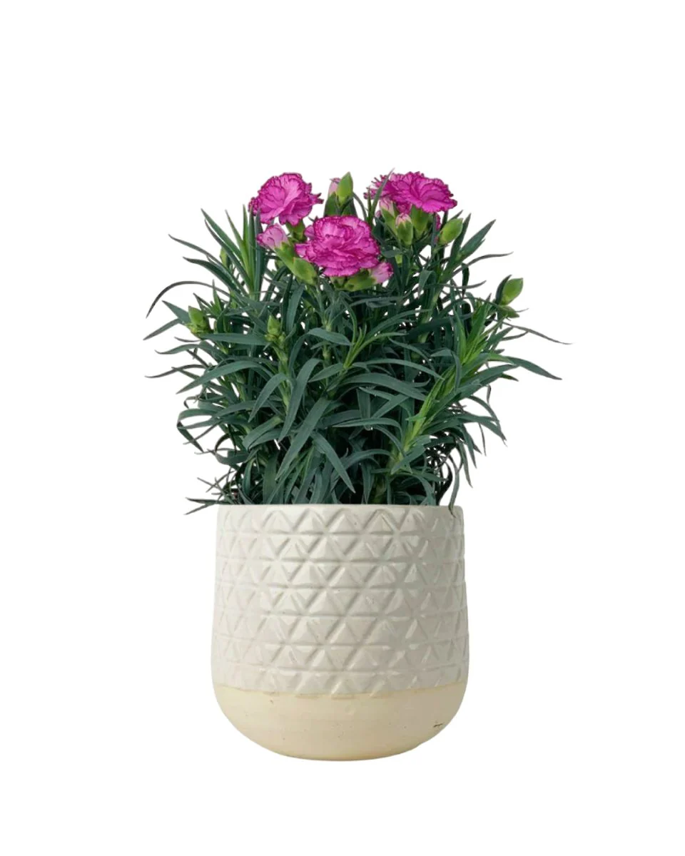Potted Growing Carnation - Image 6