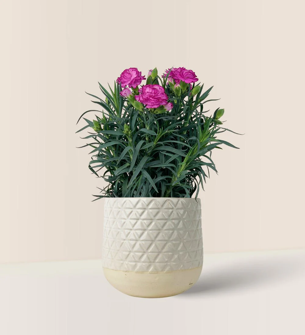 Potted Growing Carnation - Image 7