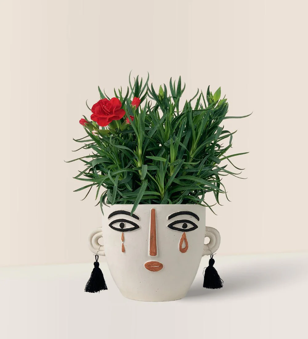 Potted Growing Carnation - Image 8