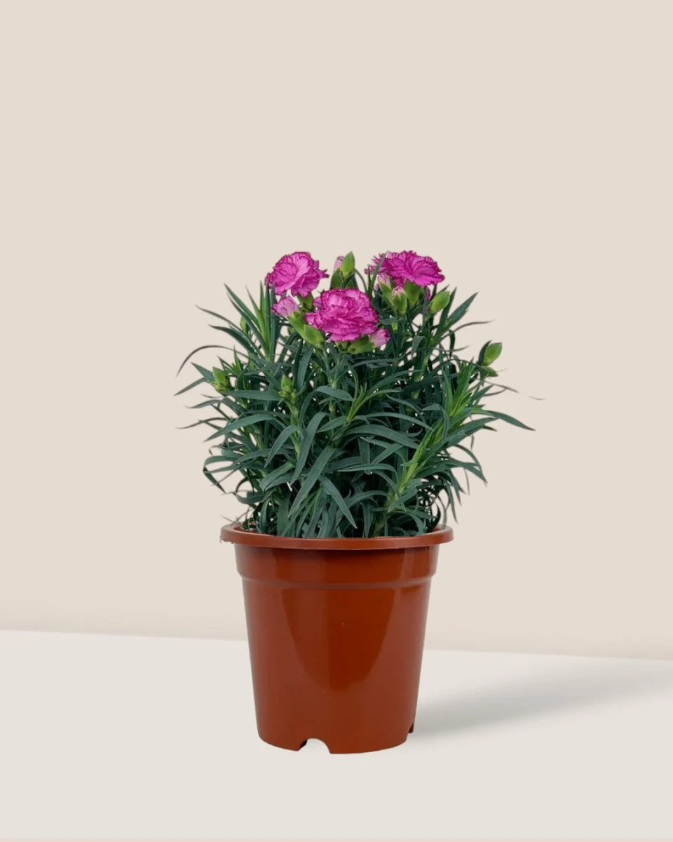 Potted Growing Carnation - Image 9