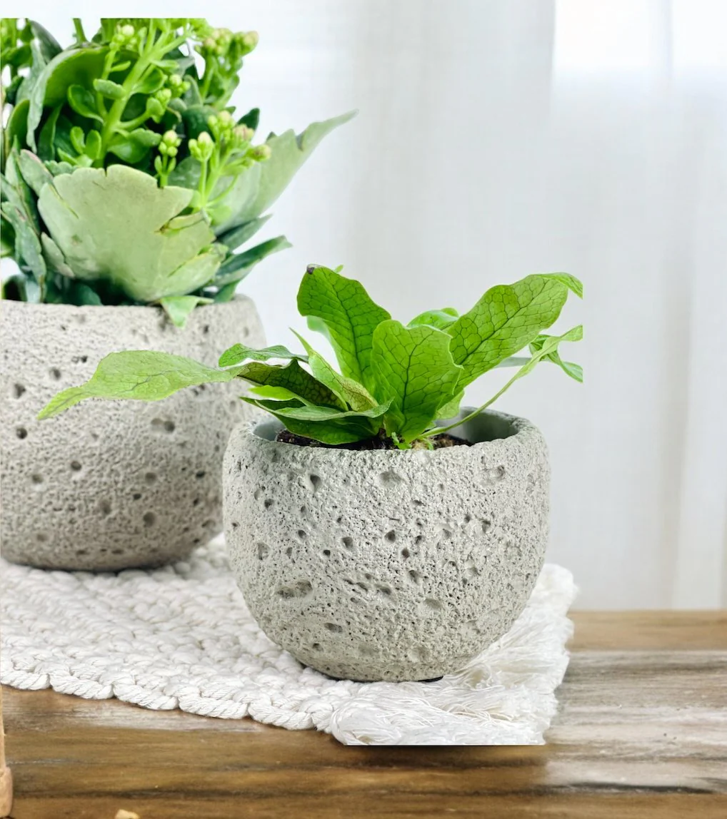 Cement Planter - Round - Image 4